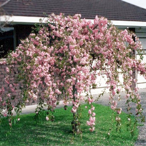 Prunus serrulata Kiku Shidare Zakura