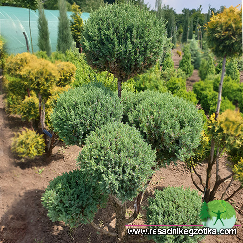 topiary juniper