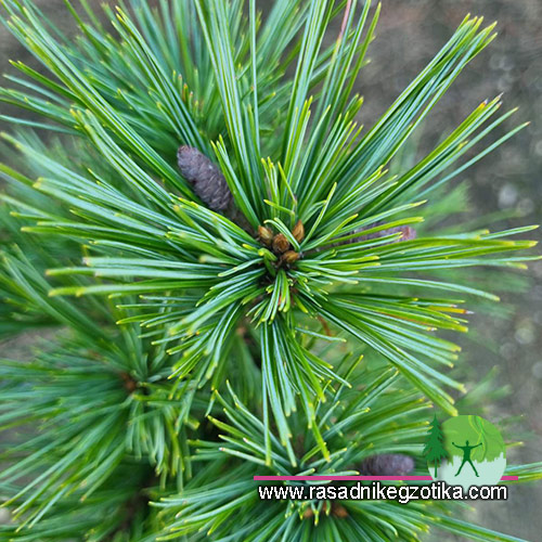 Pinus Strobus Bergman