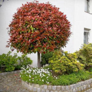Photinia na štapu